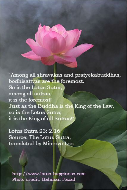 Lotus Sutra 23: 2.16 Buddhism Beliefs, Birthday Verses For Cards, Birthday Verses, Nichiren Buddhism, Lotus Sutra, Verses For Cards, The Buddha, The Lotus, Mind Body Soul