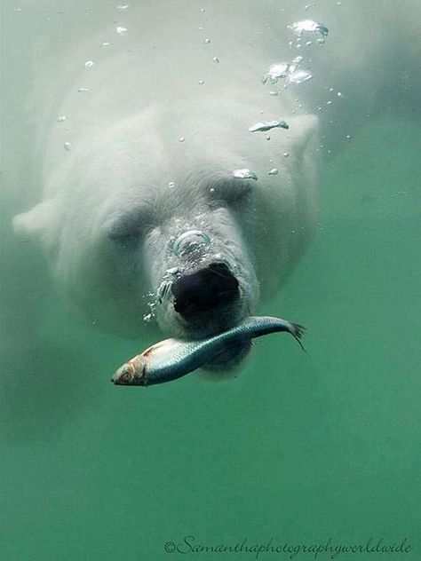 Polar bear catching a fish. Urs Polar, Wild Kingdom, Under Water, Animal Planet, Animal Photo, Nature Animals, 귀여운 동물, Animals Friends, Sea Creatures