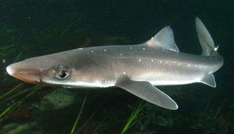 The spiny dogfish, aka piked dogfish, spiky dog, or rock salmon, is among the most prevalent shark species in the world. They get their name due to the fact that they have the habit of chasing down smaller fish while in packs, like dogs would. They also possess 2 sharp and venomous spines. Unfortunately, these sharks, and their subspecies, are listed as Vulnerable to Endangered. #dogfish #fish #ocean #predator #prey #sea #shark #spiny #spinydogfish #venom #venomous #worldwide Shark Biologist, Spiny Dogfish, Dogfish Shark, Types Of Sharks, Dogfish Head, Dog Cover, Shark Diving, Shark Week, Ocean Creatures