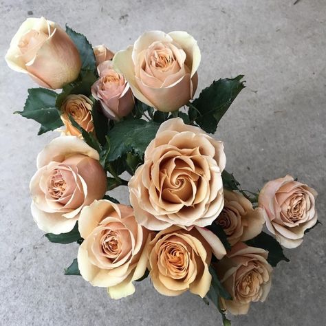 Golden Mustard is a Dutch rose with a tawny hue the color of mustard seeds, which is truly unique and unforgettable. You may notice shades of yellow, gold and even light pink in the petals. She has a medium-sized head and a high centered bloom. Learn more about this variety at (photo by Garden Roses Direct) #goldenmustardroses #gardenroses #rose #flowers #flowersofinstagram #rosesofinstagram #deluxegardenroses Mustard Garden, French Country Garden Decor, Country Garden Decor, French Country Garden, Rose Varieties, Meteor Garden 2018, Flower Guide, Magic Garden, Garden Route