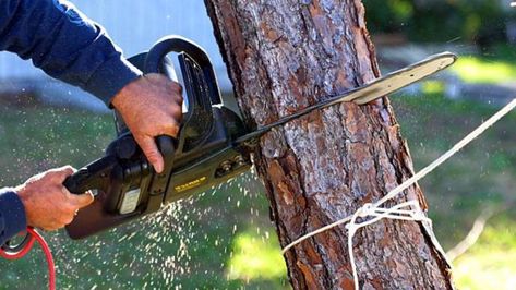 Melbourne’s diverse climate is undoubtedly a marvel, but it also brings its fair share of… Tree Removal Cost, Tree Removal Service, Growing Moss, Stump Removal, Landscaping Trees, Tree Pruning, Tree Removal, Junk Removal, Removal Company