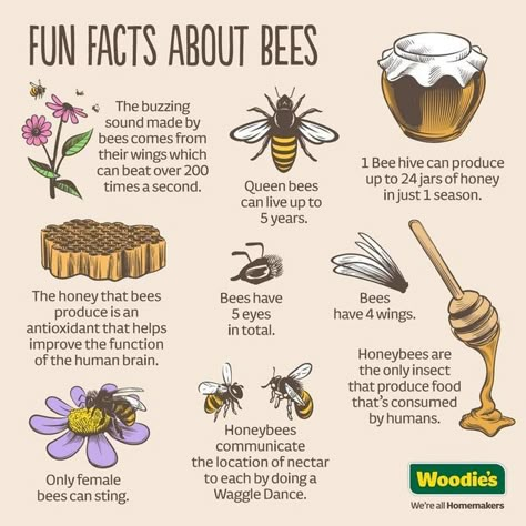 Project Honey Bees on Instagram: "Here's some more fun facts about our sweet little friends! 🍯 🍯 🍯 🐝 🐝 🐝" Fun Facts About Bees, Honey Facts, Honey Bee Farming, Honey Bee Facts, Honey Bees Keeping, Bee Hive Plans, Bee Activities, Beekeeping For Beginners, Insect Hotel