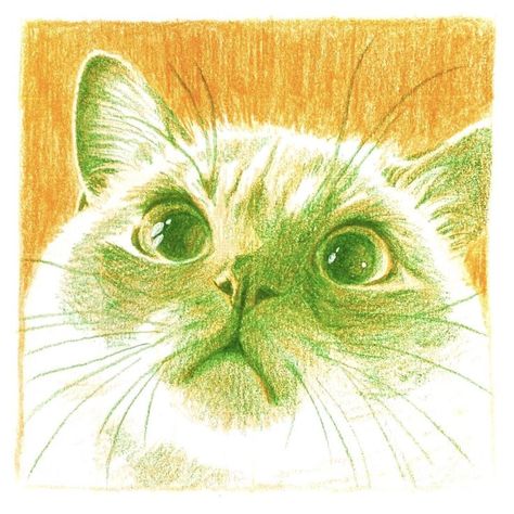 Cat Color Pencil Drawing, One Color Drawing, Cat Colored Pencil, Cat Sketch Drawing, Drawings With Color, Cat Sketches, Cat Draw, Colorful Drawing, Animal Eyes