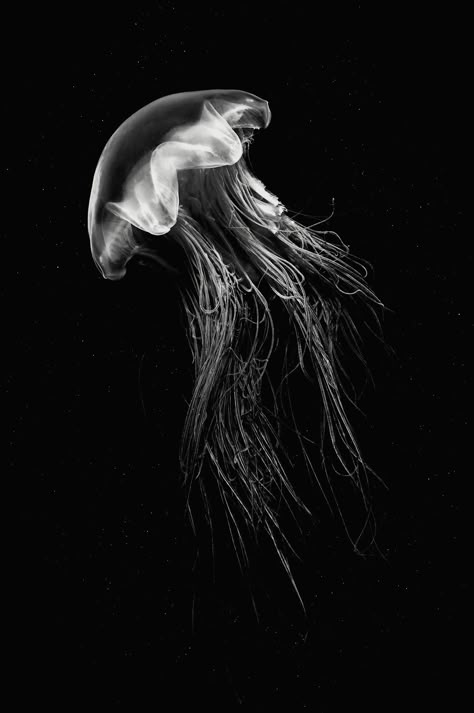 Marine Life Black And White, Jellyfish Black Background, Jelly Fish Photography, Jellyfish Black And White, Turtle Black And White, Black And White Jellyfish, Medusa Animal, Dark Jellyfish, Scratchboard Art