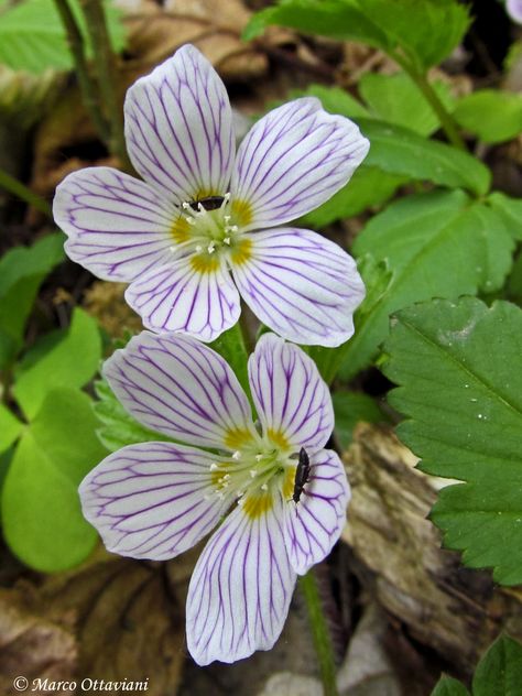 Oxalis acetosella | Flickr - Photo Sharing! Oxalis Acetosella, Wood Sorrel, Botanical Flowers, All Rights Reserved, Painting Techniques, Flower Painting, Photo Sharing, Herbs, Tags