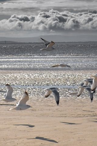 Beach Sea Gals, Oyster Bay, Cottage By The Sea, Winter Watercolor, Winter Scenery, Coastal Beaches, Sea Birds, Birds Flying, Ocean Beach