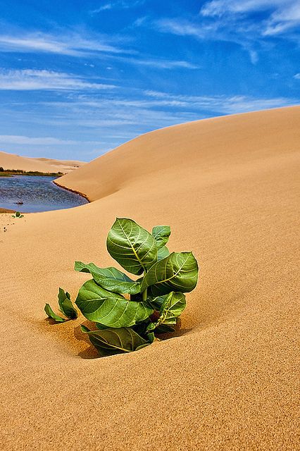 Venezuela Travel, Desert Sahara, Mangrove Swamp, Deserts Of The World, Hot Desert, Desert Life, Sahara Desert, Airbrush Art, Desert Plants