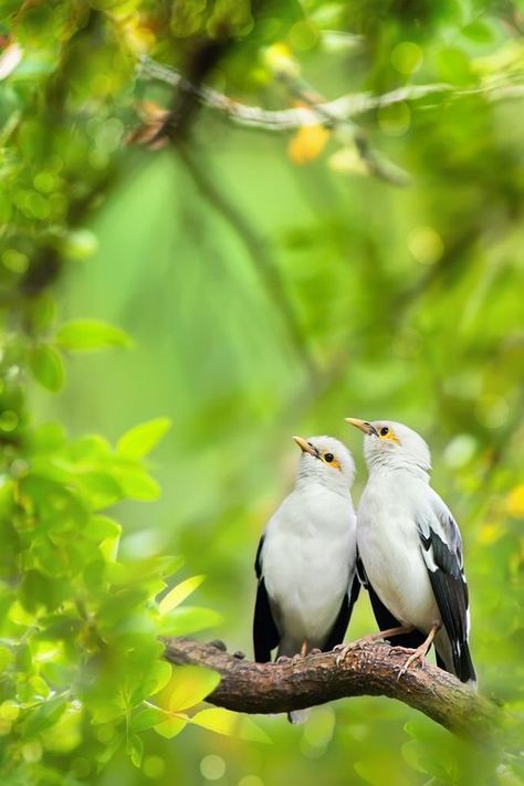 ✿ Daydreaming Of Spring ✿ Birds Sitting, White Birds, Kinds Of Birds, Bird Watcher, Birds And Butterflies, Airbrush Art, Two Birds, Pretty Birds, Jolie Photo