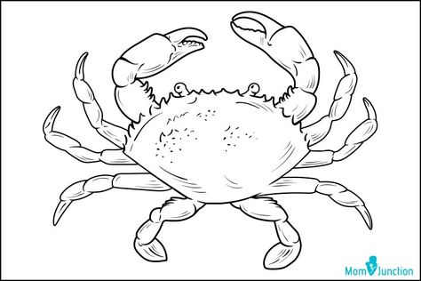 How To Draw A Crab - 10 Easy Steps To Draw How To Draw A Crab Step By Step, Crab Painting Easy, Crab Coloring Page, How To Draw A Crab, Crab Drawing Simple, Crab Sketch, Crab Drawing, Crab Illustration, Crab Painting