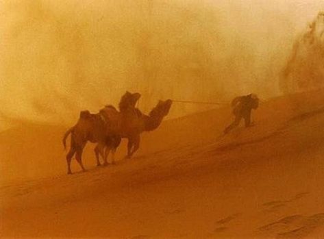 Camels Desert, Desert Biome, Sand Storm, Desert Beauty, Storm Art, Apocalypse Aesthetic, What Dreams May Come, Storm Photography, Wild Weather