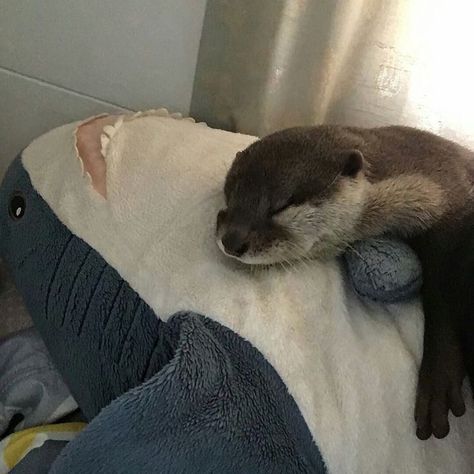 Otter Sleeping, Otters Cute, Shark Plush, Sea Otter, Silly Animals, Cute Creatures, Animal Planet, An Animal, Cute Little Animals