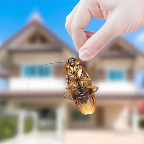 Wood Termites, Cockroach Control, Flea Spray, Insect Spray, Flea Control, Flea Prevention, Bug Control, Termite Control, Insect Control