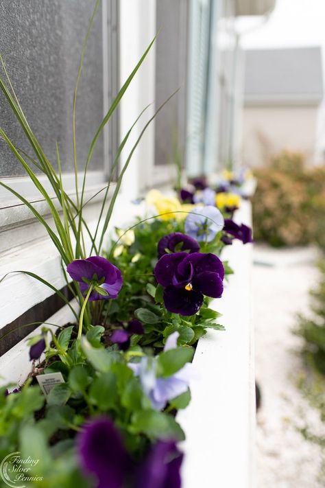 Window box full of pansies | Finding Silver Pennies #spring #gardening #homedecor #springinspiration Pansy Window Box Ideas, Pansies On Front Porch, Pansy Window Boxes, Winter Pansies, Outdoor Decorating Ideas, Spring Gardening, Spring Window, Spring Outdoor, Outdoor Decorating