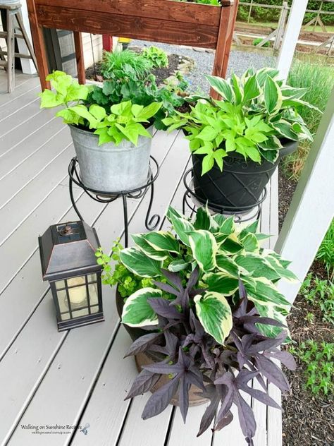 Hosta In Planters, Growing Hostas In Pots, Hosta Plants In Pots, Diy Planter Ideas Outdoor, Hostas In Planters, Hosta Pots Container Gardening, Hostas In Pots Planters, Hostas In Pots Front Porches, Hosta Hanging Baskets