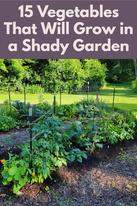 15 Vegetables That Will Grow in a Shady Garden Vegetable Garden Layout Design, Shady Garden, Shade Tolerant Plants, Hilarious Dogs, Backyard Garden Layout, Garden Growing, Vegetable Garden Diy, Growing Gardens, Backyard Vegetable Gardens