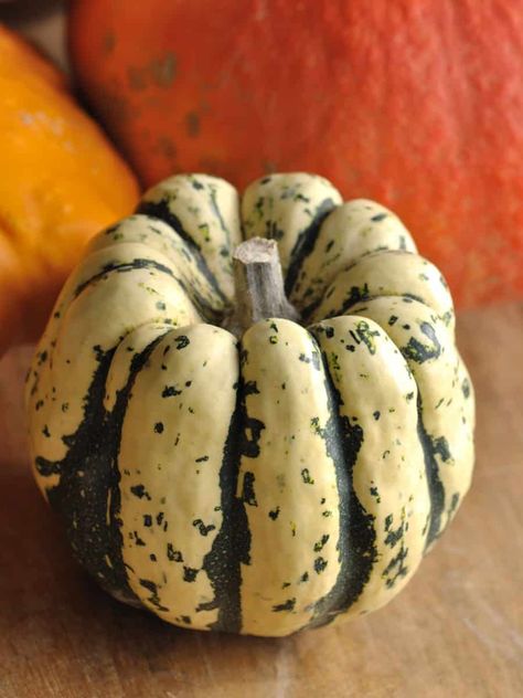 Types of Squash: The Colorful Patidou Squash Squashes Types Of, Different Squash Types, Varieties Of Squash, Cushaw Squash, Types Of Squash, Gem Squash, Carnival Squash, Sweet Dumpling Squash, Squash Types