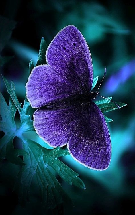 Awesome natural scenery. #nature #color #scenery Blue Butterfly Wallpaper, Moth Caterpillar, Butterfly Photos, Beautiful Bugs, Cool Wallpapers For Phones, Butterfly Pictures, Butterfly Kisses, Bugs And Insects, Purple Butterfly