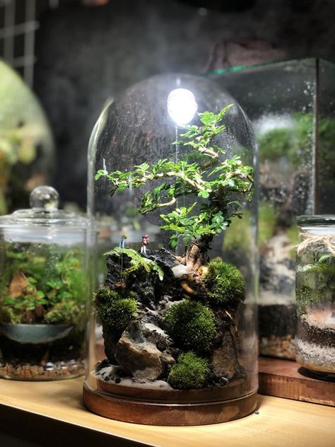 21 Prettiest Terrarium Ideas To Applying In Your Home | HomeMydesign Indoor Plant Hacks, Terrarium Display, Modern Terrarium, Bottle Terrarium, Easy Indoor Plants, Indoor Plants Styling, Plants In Jars, Indoor Water Garden, Terrarium Ideas