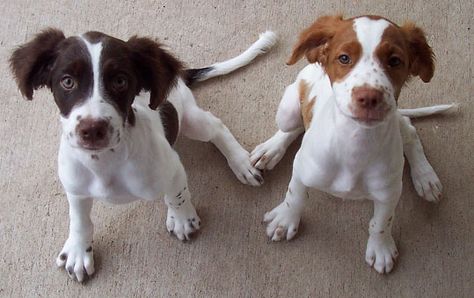 Love them brittanys! French Brittany Spaniel, Brittany Spaniel Puppies, Brittany Puppies, French Brittany, Brittany Spaniel Dogs, Clumber Spaniel, Spaniel Breeds, Brittany Spaniel, Bearded Collie