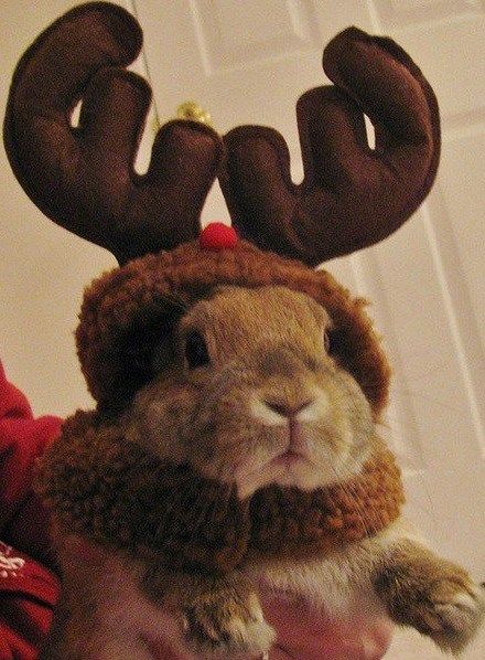 Rabbit Dressed as a Reindeer Beautiful Rabbit, Fluffy Bunny, Bunny Pictures, Pet Bunny, Cute Animal Photos, Baby Bunnies, Sweet Animals, Christmas Animals