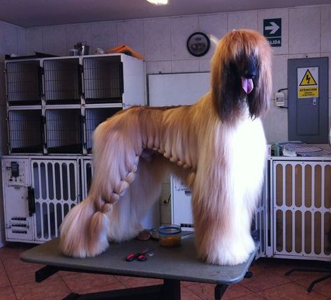 15 Interesting Hairstyles For Afghan Hounds Dog Grooming Styles, Afghan Hounds, Dog Grooming Shop, Creative Grooming, Rare Dogs, Dog Grooming Salons, Pet Resort, Dogs Lover, Dog Cuts