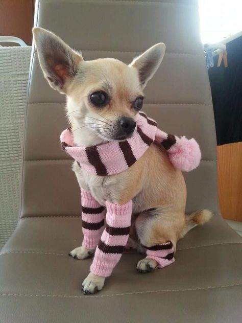 Chihuahua Wearing Clothes, Chihuahua Black, Small Chihuahua, Tiny Chihuahua, Black Chihuahua, Chihuahua Breeds, Chihuahua Clothes, Baby Chihuahua, Teacup Chihuahua