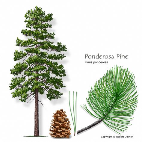 ponderosa pine ...Texas A&M Forest Service - Trees of Texas - List of Trees Texas Trees, Pine Tattoo, Pine Tree Drawing, Pine Tree Painting, Tree Id, Pine Tree Tattoo, Ponderosa Pine, Conifer Trees, Christmas Tree Art