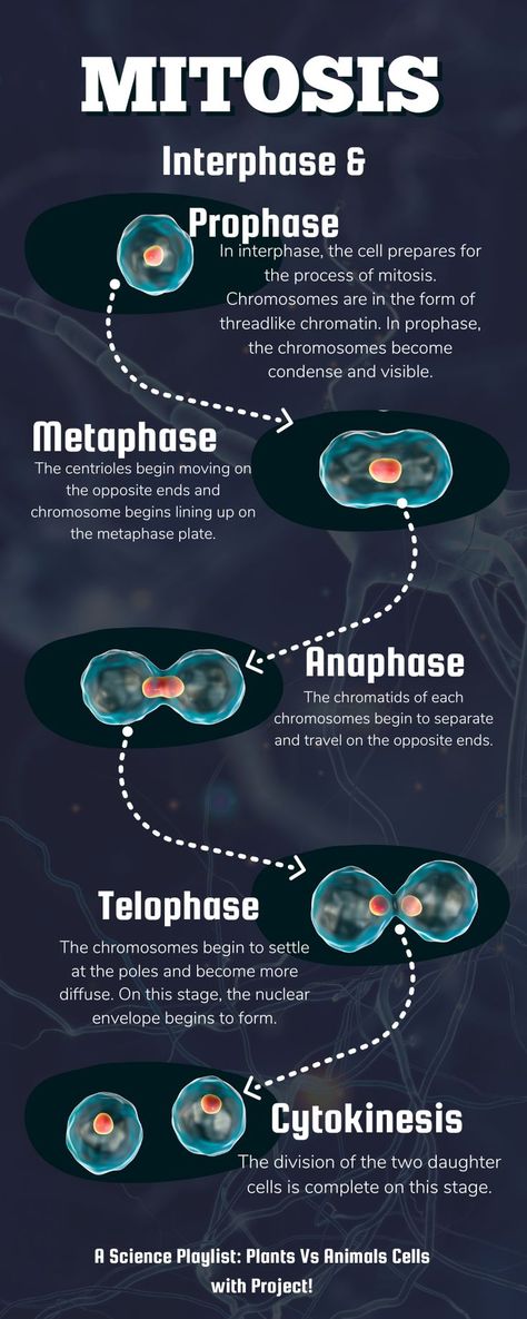 Learn all about Cell division with this playlist with conclusion projet. Cell Division Notes, Division Notes, Science Plants, Biochemistry Notes, Cell Division, Animal Cell, Vintage Poster Art, Biochemistry, The Cell