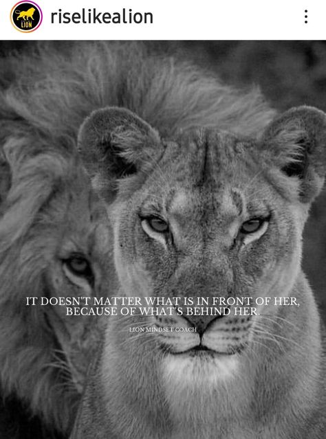 Lioness Quotes, Lion Art Tattoo, Storm Quotes, Gangster Quotes, Love My Husband Quotes, Lion Quotes, Inspirational Life Lessons, Lion And Lioness, Love Message For Him