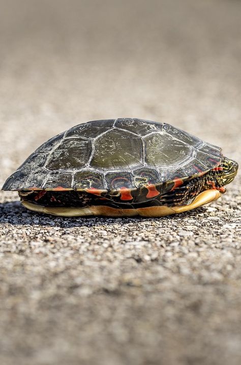 A turtle inside it's shell. #reptiles #turtle #shell See Turtle, Soft Shell Turtle, Sea Turtle Close Up, Hybrid Creature, Spotted Turtle, Sea Turtle Shell, Sea Turtle From Above, Snake Turtle, Kawaii Turtle