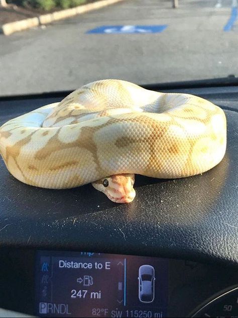 Baby Snakes, Cool Snakes, Pretty Snakes, Ball Python Morphs, Cute Reptiles, Python Snake, Cute Snake, Pet Snake, Beautiful Snakes