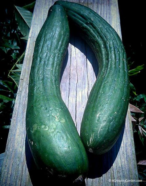 Growing English Cucumbers Growing English Cucumbers, Types Of Cucumbers, Produce Garden, Fall Vegetables To Plant, Zucchini Pasta Recipes, Zucchini Recipes Baked, Cucumber Gardening, Zucchini Recipes Healthy, Zucchini Banana Bread