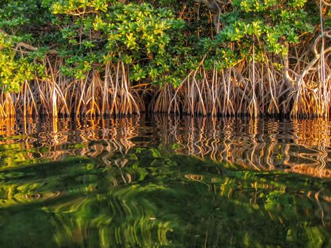 Mangrove Swamp, Everglades Florida, Mangrove Forest, Sunset Glow, Forest Painting, Tree Roots, Earth From Space, Forest Landscape, Ecology