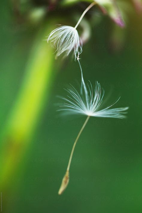 Foto Macro, Fall Clip Art, Dandelion Seeds, Lovely Flowers Wallpaper, Dandelion Seed, Painting Flowers, Country Farm, Ocean Art, Childrens Art