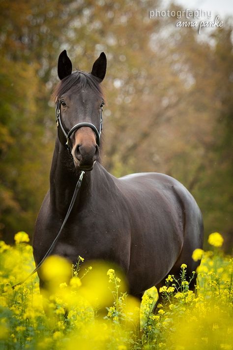 Dark Brown Horse, Stunning Horses, Magic Creatures, Chelsea Manning, Majestic Horses, Gorgeous Horses, Riding Clothes, Horse Riding Clothes, Dream Horse