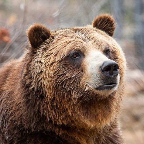 Bear Close Up, Bear Profile, Bear Reference, Bear Photography, Sketch Reference, Grizzly Bears, Photography Animals, Bear Photos, Animal Study