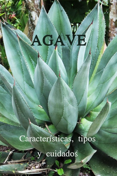 Agave Attenuata, Agaves, Cactus, Plants