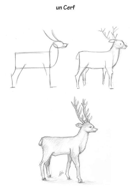 How To Draw A Deer Step By Step, Animal Drawings Sketches Step By Step, Easy Deer Drawing, Deer Drawing Easy, Animal Sketches Easy, Deer Sketch, Realistic Animal Drawings, Basic Sketching, Deer Drawing