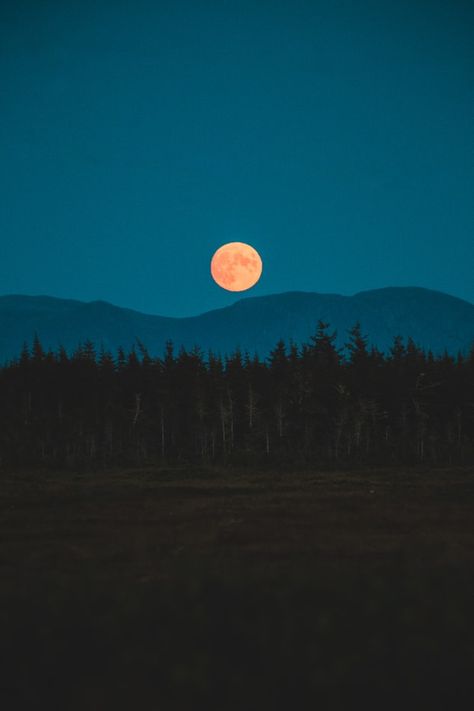 silhouette of trees during night time photo – Free Nature Image on Unsplash Full Moon Tarot Reading, Full Moon Tarot, Sturgeon Moon, Moon Meaning, Native American Legends, Next Full Moon, Moon Reading, Orange Moon, Moon Images