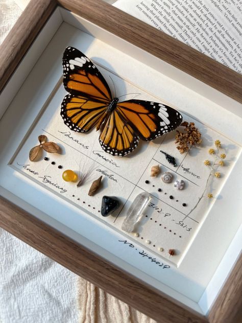 Pinned Moth Display, Butterfly Specimen Display, Bug Pinning Display, Butterfly Shadow Boxes, Framed Butterfly Wall Art, Taxidermy Aesthetic, Butterfly In Frame, Entomology Decor, Bug Taxidermy