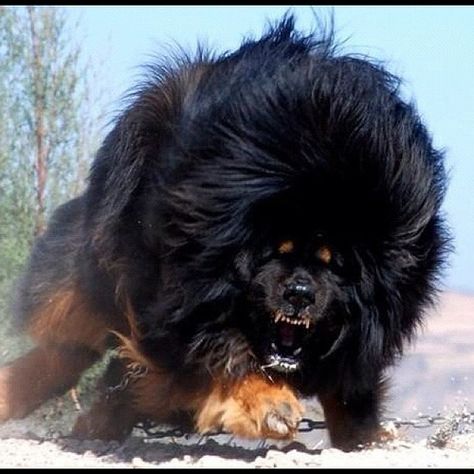 World's Most Expensive Dog, Truk Ford, Tibetan Mastiff Puppy, Tibetan Mastiff Dog, Caucasian Shepherd Dog, Most Expensive Dog, Caucasian Shepherd, Expensive Dogs, Dangerous Dogs