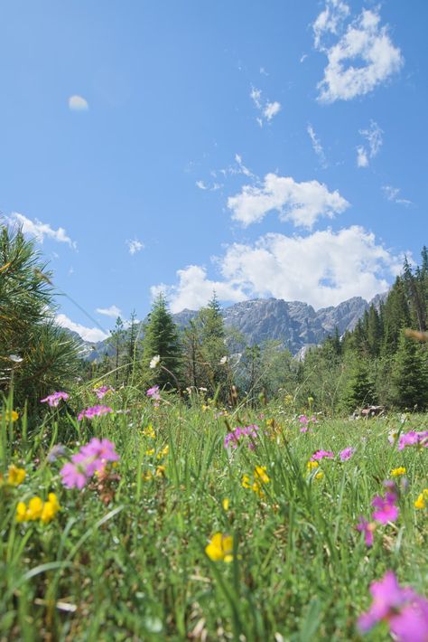 Purple flower field near green trees and mountains under blue sky during daytime photo – Free Lüsen Image on Unsplash Purple Flower Field, Mountain Images, Alpine Meadow, Tree Images, Forest Wallpaper, White Clouds, Public Domain Images, Green Trees, Nature Images