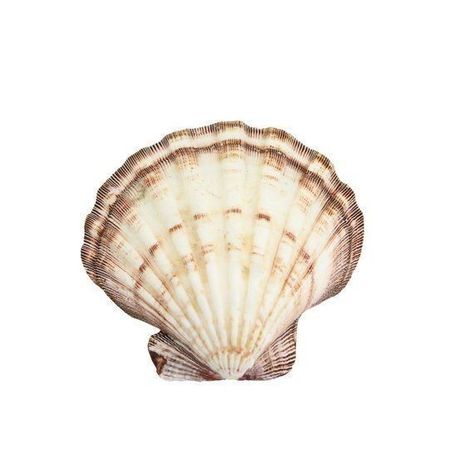 Lions Paw, Scallop Seashell, The Bottom Of The Ocean, 달력 디자인, Beach Icon, Lion Paw, Bottom Of The Ocean, The Carolinas, Summer Icon