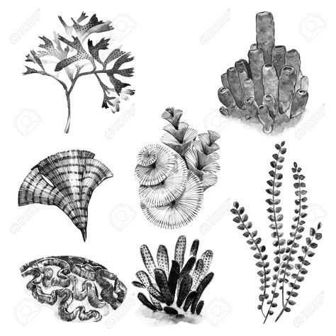 Coral Tattoo, Marine Tattoo, Ocean Plants, Seashell Tattoos, Sea Plants, Coral Art, Magic Tattoo, Calf Tattoo, Tattoo Feminina