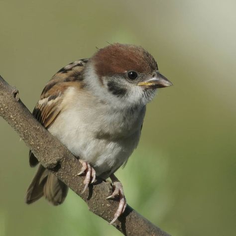 Cute Dp, Sparrows, Pretty Birds, Little Birds, Small Birds, Bird Photography, Birds Of A Feather, Bird Feathers, Friends Forever