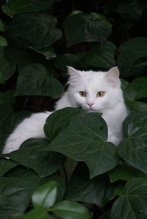 In the Jungle...the Mighty Jungle Cat Boarding, White Cats, Warrior Cat, Cat Sitting, Warrior Cats, Cats Meow, Pretty Cats, Beautiful Cats, Crazy Cat Lady