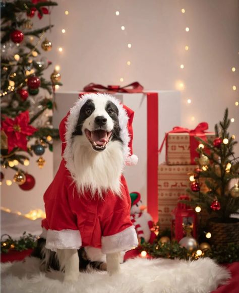 Dog Christmas Photoshoot, Pet Christmas Photos, Christmas Dog Photography, Dog Christmas Photos, Dog Christmas Pictures, Dog Profile, Christmas Dog Treats, Christmas Booth, Christmas Pets