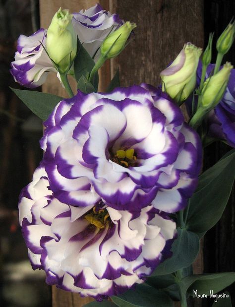 Unusual Flowers, Purple And White, Exotic Flowers, Flower Beauty, Types Of Flowers, Flowers Nature, Beautiful Blooms, Flower Pictures, Flower Seeds