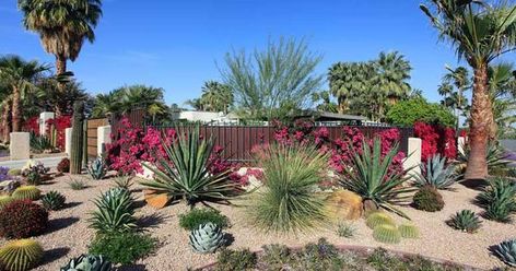 Cactus Landscaping, Drought Resistant Landscaping, Low Water Landscaping, Xeriscape Landscaping, Succulent Landscaping, Sustainable Landscaping, Backyard Renovations, Low Maintenance Landscaping, Desert Garden