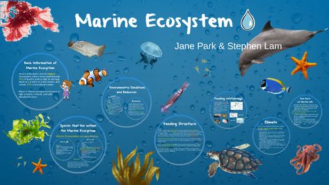 Marine Ecosystem Project, Ecosystems Projects, Science Cartoons, Class Presentation, Ocean Ecosystem, Habitats Projects, Ocean Projects, Beach Clean Up, Aquatic Ecosystem